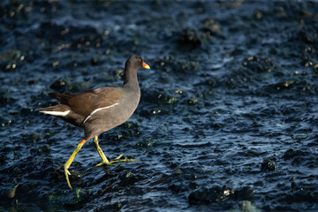 Common Moorhen at Tubli bay in the monring light, Bahrain