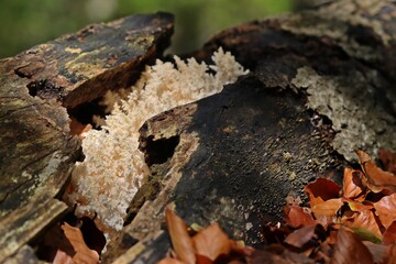 Ästiger Stachelbart (Hericium coralloides).