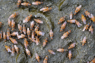 Suillia lays larvae in cow dung. Diptera, top view