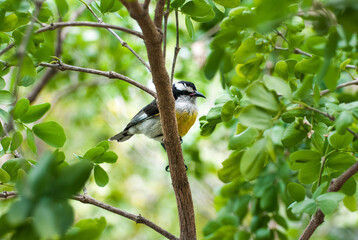 Brightly colored small songbird, a Bananaquit, perched on a branch with green leaves all around