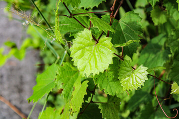 leaves on a tree