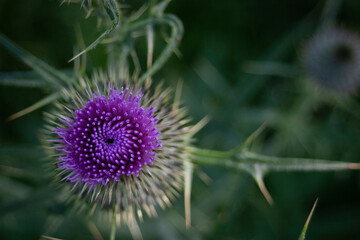 Close up of Purple Canadian Thistle brilliant green and purple bloom