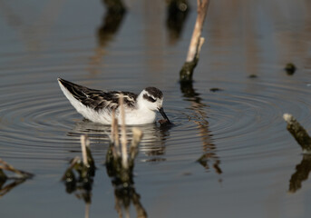 Red-necked phalarope feeding fish at Asker Marsh, Bahrain