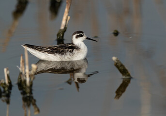 Red-necked phalarope with dramatic reflection on water at Asker Marsh, Bahrain