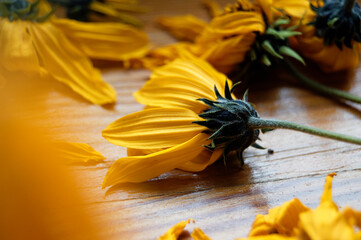 Yellow flower on wood with beautiful light