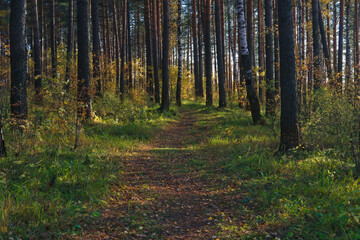 Beautiful landscape in autumn birch grove. Autumn, yellow birch forest, nature autumn landscape.
