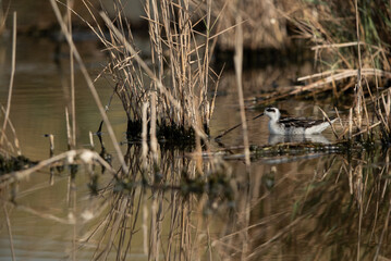Red-necked phalarope in ite habitat at Asker Marsh, Bahrain