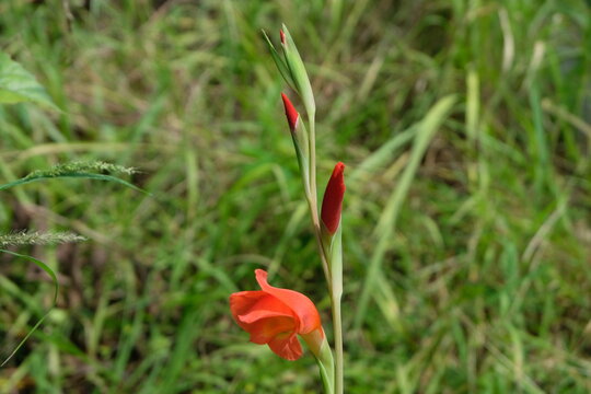 Blooming Orange gladiolus flower and buds