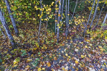 Beautiful view of path incolorful  autumn forest on sunny day.  Gorgeous natural backgrounds.