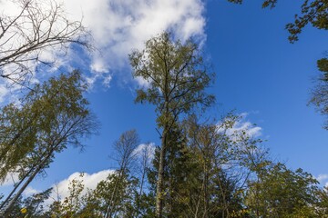 Beautiful view of over autumn colorful tree tops on blue sky background. Gorgeous nature background.