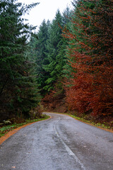 Fototapeta na wymiar Autumn ride on the mountain on an empty road.