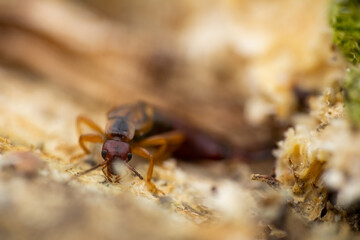 Macro of common earwig, forficula auricularia with blured background