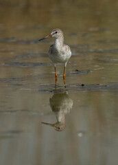 Redshank at Asker marsh with reflection on water, Bahrain