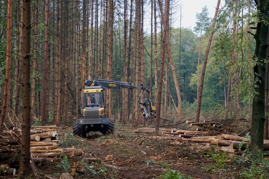 Holzvollernter / Harvester f&auml;llt B&auml;ume in einem Wald entlang einer R&uuml;ckegasse, Forstwirtschaft