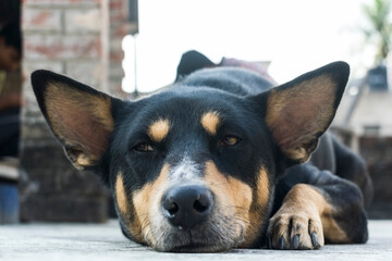 Lying black dog looking at the camera with half open eyes keeping his ears straight.