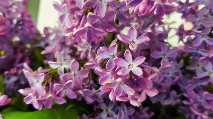Spring branch of blossoming lilac