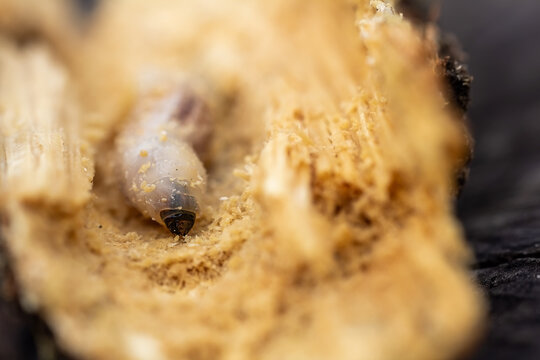 Macro shoot larva of anobiidae eating wood. Pest inect destroyed wood