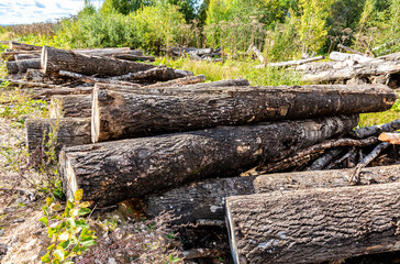 Broken old cut tree logs piled up near a forest road