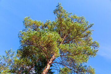 Crowns of tall pine trees above head in the forest