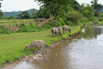 Thai buffalo stained near the river with mountain background,funny animal,Buffalo in the countryside thailand