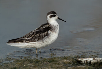 Closeup of a Red-necked phalarope at Asker Marsh, Bahrain