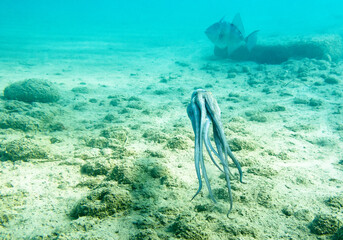 Il polpo (Octopus vulgaris Cuvier, 1797) o polpo è un cefalopode della famiglia Octopodidae in mare