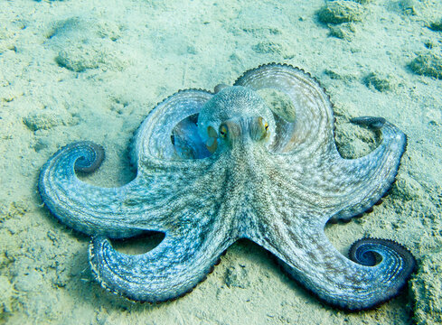 Il polpo (Octopus vulgaris Cuvier, 1797) o polpo &egrave; un cefalopode della famiglia Octopodidae in mare