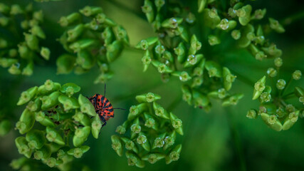 red insect and green leaves