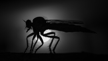 silhouette of a insect