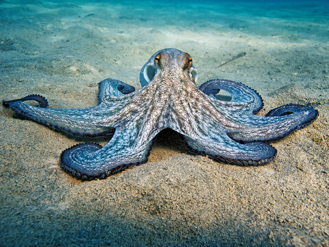 Il polpo (Octopus vulgaris Cuvier, 1797) o polpo è un cefalopode della famiglia Octopodidae in mare