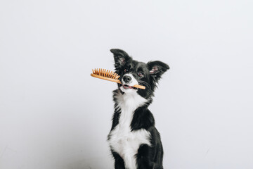 Studio portrait of a clean dog border collie sitting and holding hairbrush in its mouth isolated on white background. Brushing, grooming and pet care. Dog spa. - obrazy, fototapety, plakaty