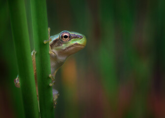 Macro picture of small frog hiding in the grass