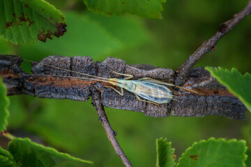 Macro picture of a bug on branch 