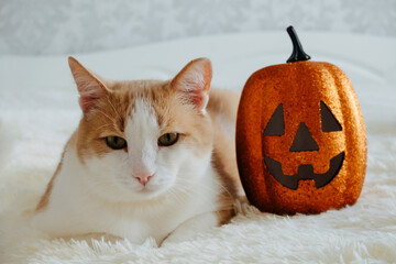 Fototapeta na wymiar cute red and white cat portrait with Halloween pumpkin