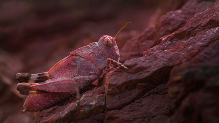 Red grasshopper on a red rocks