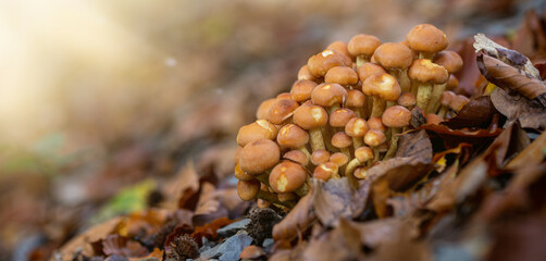 close up of mushrooms in the autumn forest