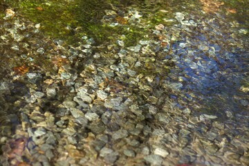 clear spring water with stone coast and seaweed