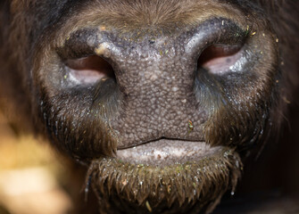 European bison (Bison bonasus), also known as the wisent. Muzzle of an animal at close range.