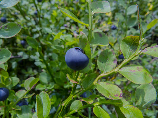 large blueberries in the woods in July