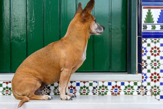 Perro o mascota atento con una bonita puerta pared de fondo con textura de azulejos para fondos y papel pintado