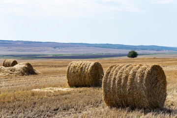 Fototapeta premium Wheat harvesting. Round bales of straw in the field.