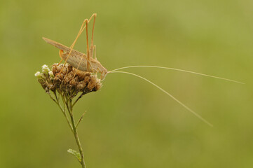 Large grasshopper on a blade of grass on a summer day