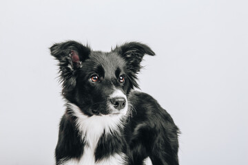 A portrait of a young border collie. Concentrated puppy. Dog isolated on a white background.