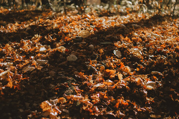 auttumn fallen leaves cover the ground in the forest at sunset