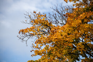 Fototapeta premium autumn leaves against sky
