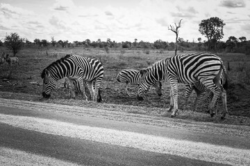 Fototapeta na wymiar Black and white grazing herd of plains zebra (lat.: equus quagga) at the road during a safari in Krüger National Park, Lowveld Region, Limpopo and Mpumalanga, South Africa.