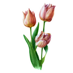 Watercolor illustration tulip flowers. Pink tulip buds in watercolor on a white background.