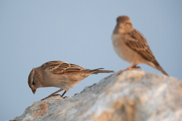 House sparrows on limestone, Bahrain