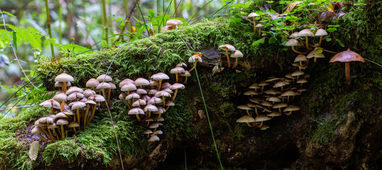 close up of mushrooms in the autumn forest