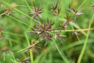 Cyperus flavidus / Cyperaceae annual grass